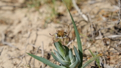 Ferraria variabilis