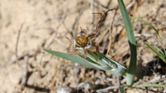 Ferraria variabilis