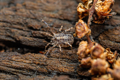 Odiellus lendlii