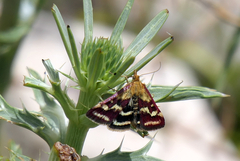 Pyrausta ostrinalis