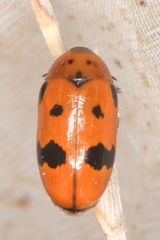 Clytra atraphaxidis