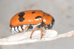 Clytra atraphaxidis