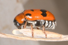 Clytra atraphaxidis