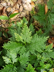 Selaginella plana
