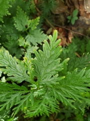 Selaginella plana