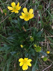 Ranunculus victoriensis