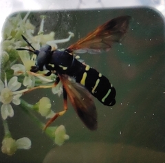 Chrysotoxum lineare