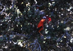 Drepanis coccinea