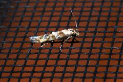 Mompha stellella