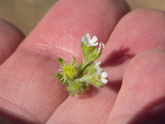 Lappula occidentalis occidentalis