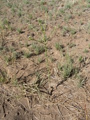 Lappula occidentalis occidentalis