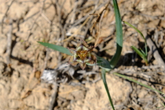 Ferraria variabilis