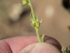 Lappula occidentalis occidentalis