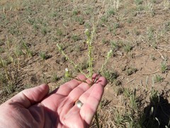 Lappula occidentalis occidentalis