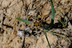 Ferraria variabilis