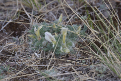 Oxytropis includens