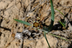 Ferraria variabilis