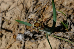 Ferraria variabilis