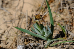 Ferraria variabilis