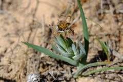 Ferraria variabilis