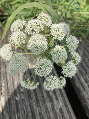 Cicuta virosa