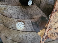 Marasmius crinis-equi