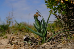 Ferraria variabilis