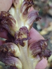 Orobanche ebuli