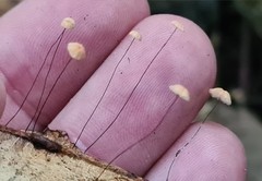 Marasmius crinis-equi
