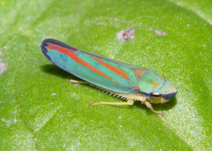 Graphocephala