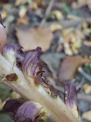 Orobanche ebuli