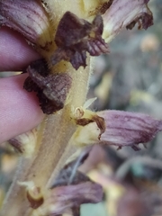 Orobanche ebuli