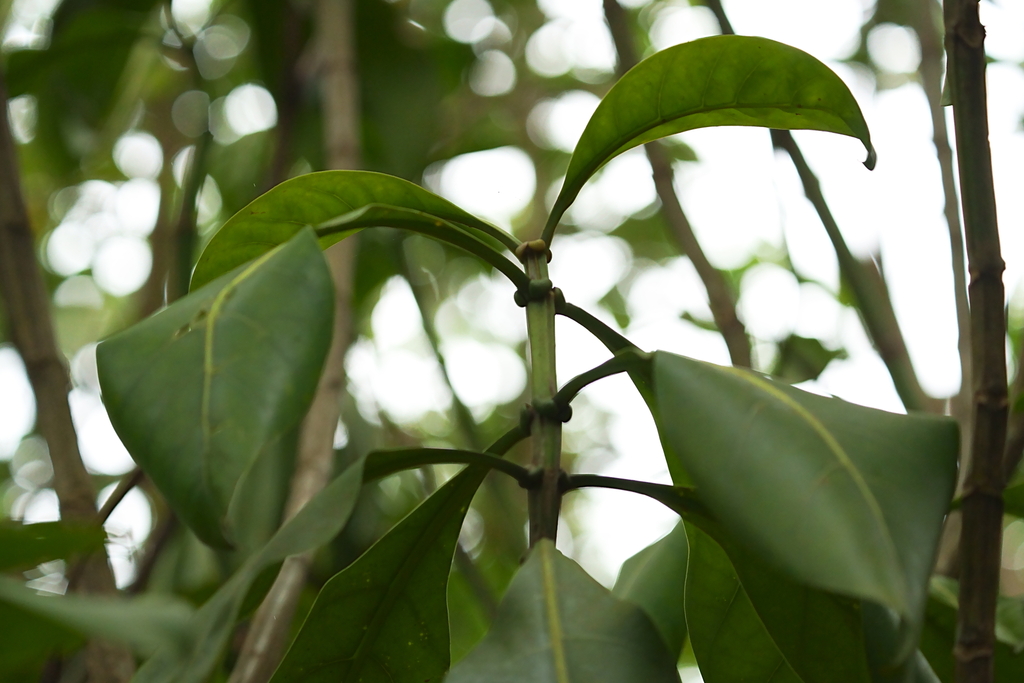 Tắng than – Fagraea auriculata