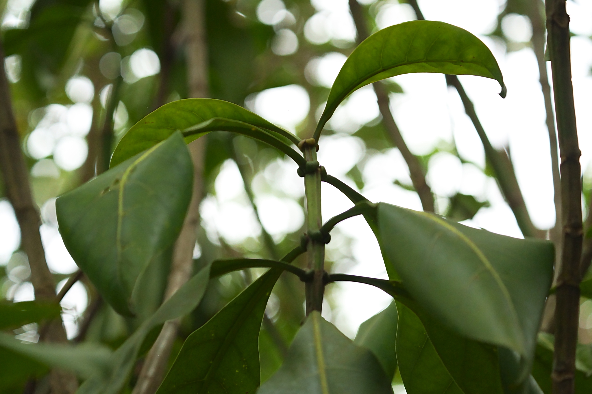 Fagraea auriculata