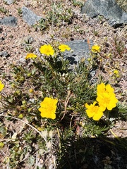 Potentilla schmakovii
