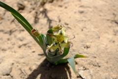 Ferraria variabilis