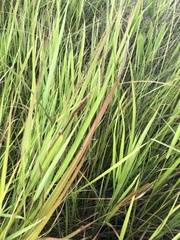 Panicum hemitomon