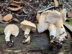 Hydnum alboaurantiacum