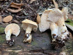 Hydnum alboaurantiacum