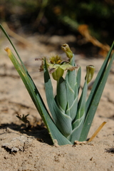 Ferraria variabilis