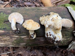 Hydnum alboaurantiacum