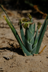 Ferraria variabilis
