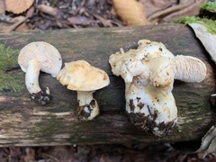 Hydnum alboaurantiacum