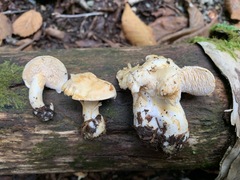 Hydnum alboaurantiacum