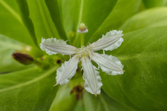 Scaevola taccada