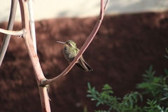 Lampornis amethystinus