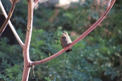 Lampornis amethystinus