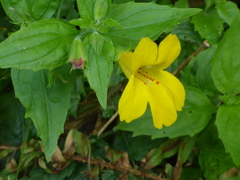Erythranthe dentata