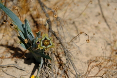 Ferraria variabilis