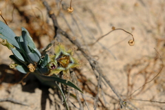 Ferraria variabilis